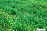 chick-graze-78-96.JPG