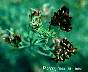 darkflowers102.JPG