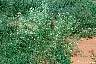 falcata-mixflowers107.JPG