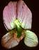 flower01.jpg 44 Kb