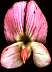 flower02.jpg 44Kb