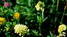 flower04.jpg 46 Kb