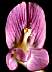 flower06.jpg 103 Kb
