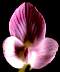 flower07.jpg 75 Kb