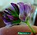 purple-flower59.JPG