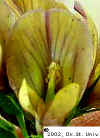 varigated-flower66a.JPG (19073 bytes)