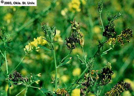 yellow&darkflowers105.JPG (386576 bytes)