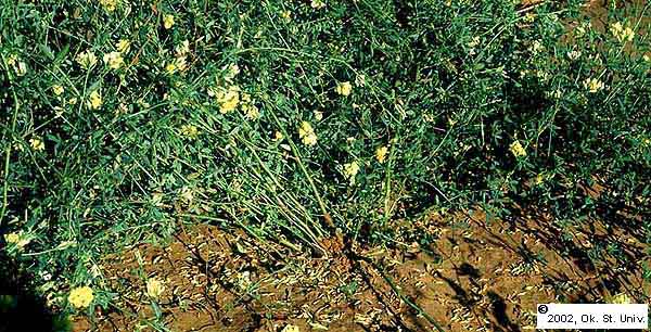 yellow&whiteflowers98.JPG (97984 bytes)