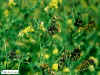 yellow&darkflowers105.JPG (386576 bytes)