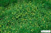 yellowflowers97.JPG (511907 bytes)
