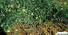 yellow&whiteflowers98.JPG (97984 bytes)