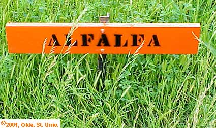 alfalfa-012x.jpg (43011 bytes)