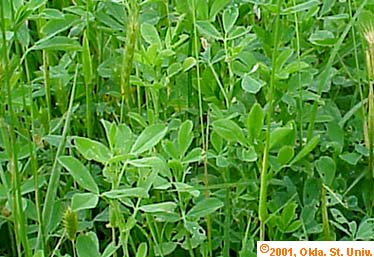 alfalfa-035x.jpg (39781 bytes)