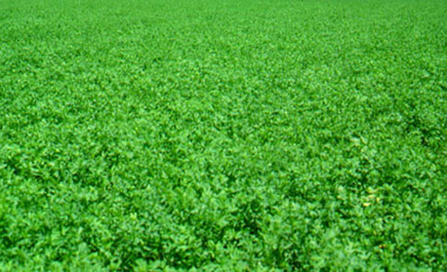Alfalfa Variety Test