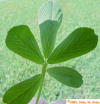 multileaf-03.jpg (31833 bytes)