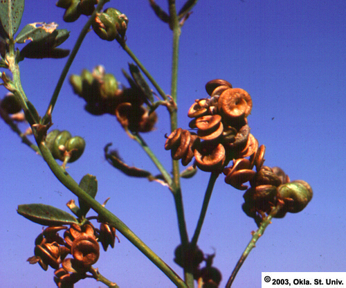 Alfalfa Seed Pods