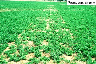 Early Thinning