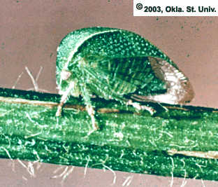 Three-Cornered Alfalfa Hopper