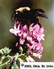 Bumble Bee