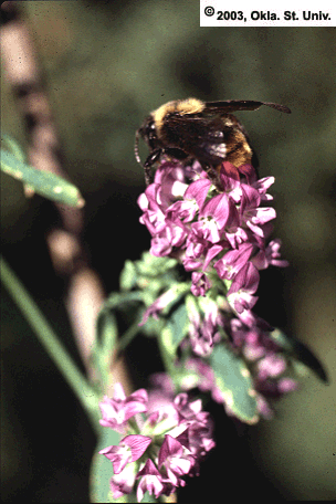 Bumble bee
