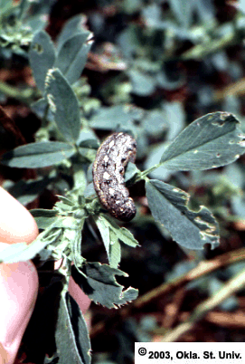 Variegated Cutworm