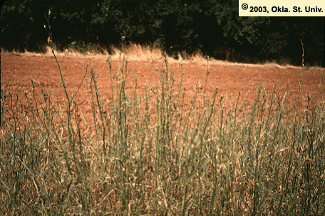 Defoliation by Caterpillars