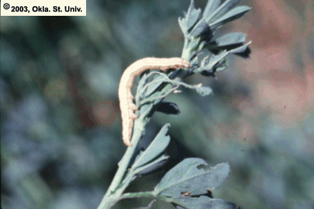 Forage Looper