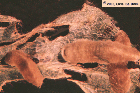 fungus1.gif (112804 bytes)