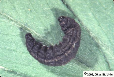fungus2.gif (116721 bytes)