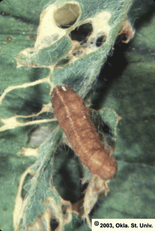 fungus3.gif (106114 bytes)