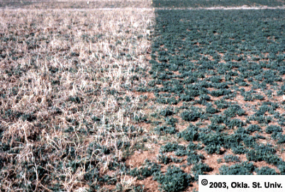 Winter Grazed Alfalfa