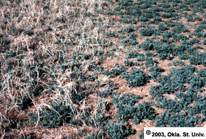 Winter Grazed Alfalfa