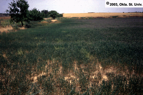 Grasshopper Damage