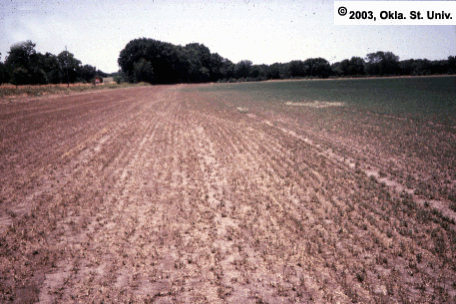 Grasshopper Damage