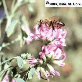 Honey Bee