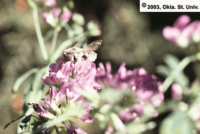 Leafcutter Bee