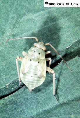 Lygus Bug