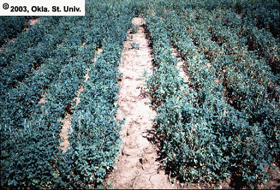 Pea Aphid Damage