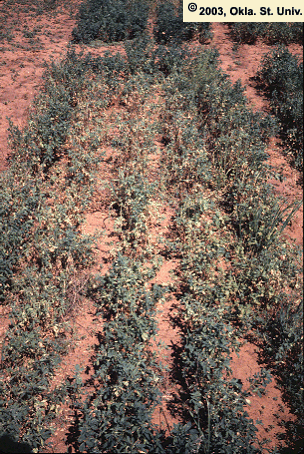 Pea Aphid Damge