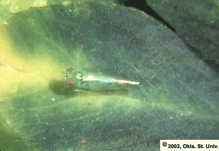 Potato Leafhopper