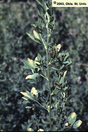 Potato Leafhopper Damage