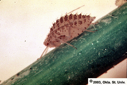 Spotted Alfalfa Aphid