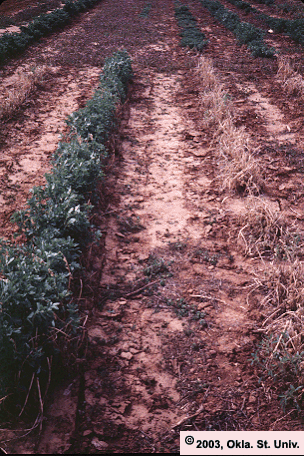 Spotted Aphid Damage