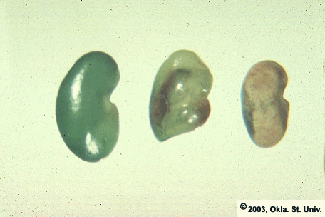 Damaged Seeds