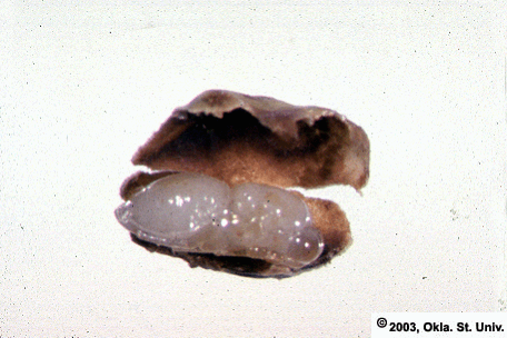 Seed Chalcid Pupa