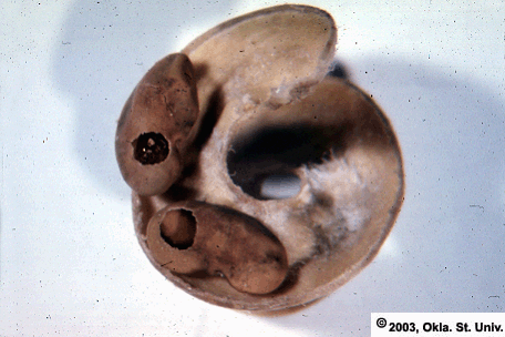Seed Chalcid Damage