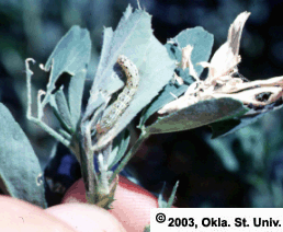 Webworms