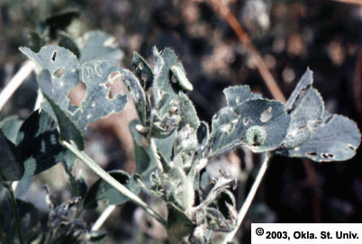 Alfalfa Weevil Damage