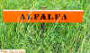 alfalfa-012x.jpg 