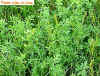 alfalfa-034x.jpg 
